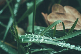 雨后草地