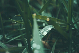 雨后草地