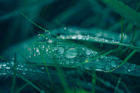 雨后草地