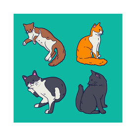 猫