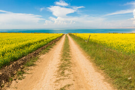 乡村道路 油菜花