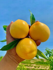 新品种柠檬