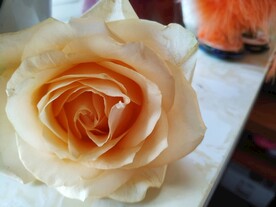玫瑰花