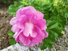 小玫瑰