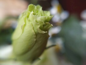 绿玫瑰花蕾