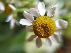 小菊花