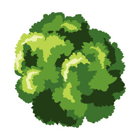 绿色植物  