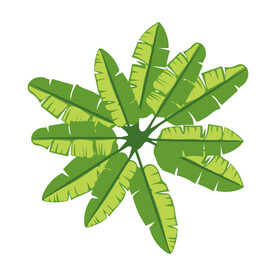 绿色植物  