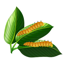 毛毛虫