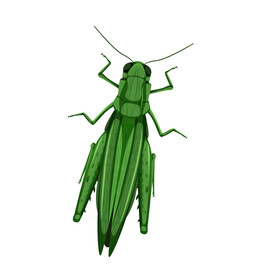 蝗虫