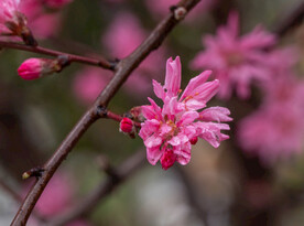 桃花 