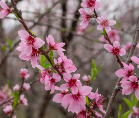 桃花