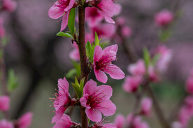 桃花 