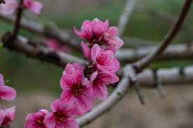 桃花 