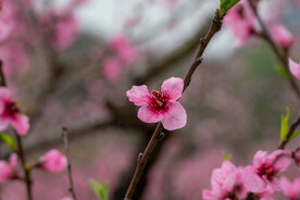 桃花 