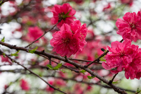 桃花 