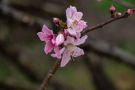 桃花 