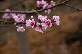 桃花