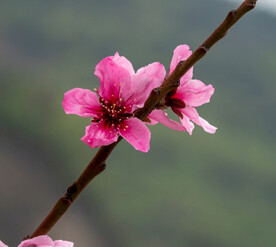 桃花