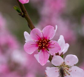 桃花 