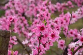 桃花