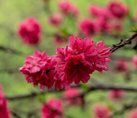 桃花
