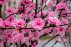 桃花 