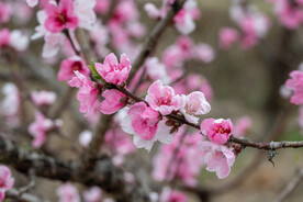 桃花 
