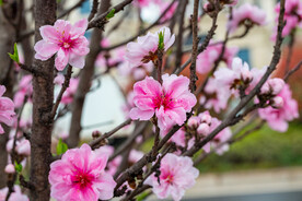 桃花