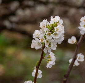 桃花 