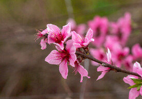 桃花 