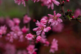 桃花 