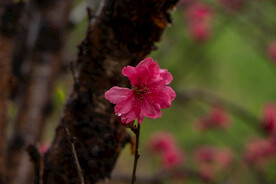 桃花 