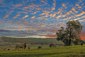 森林风光 森林 树林 树木 树