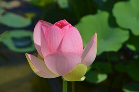 荷花伯里夫人