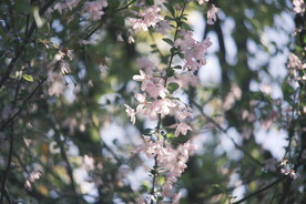 一枝樱花