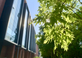 夏天树叶阳光
