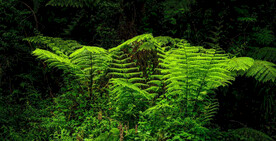 桫椤