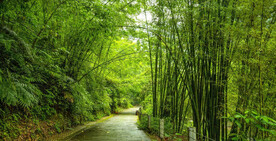 竹林