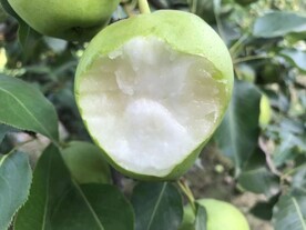 青苹果