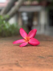 鸡蛋花