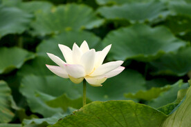 白色荷花