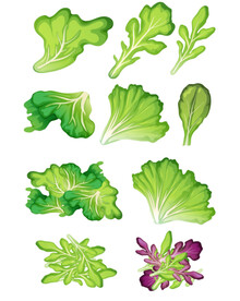 蔬菜青菜