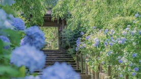 花海壁纸
