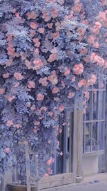 花卉