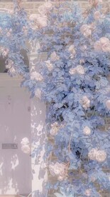 花卉