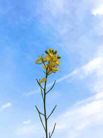 油菜花