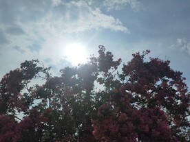 海棠 花
