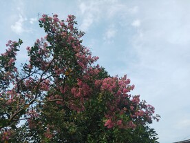 海棠花
