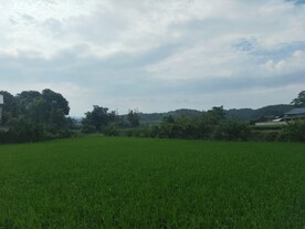 田野